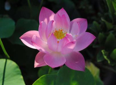 Fiore di loto: dove cresce, significato e curiosità