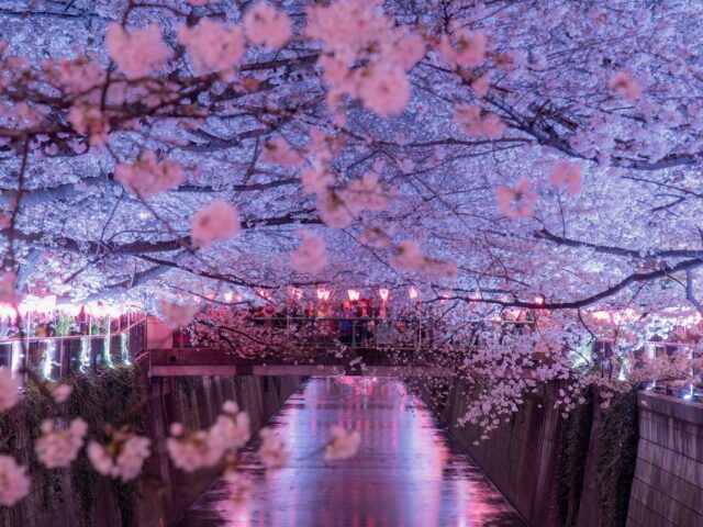 nakameguro canale fiorito