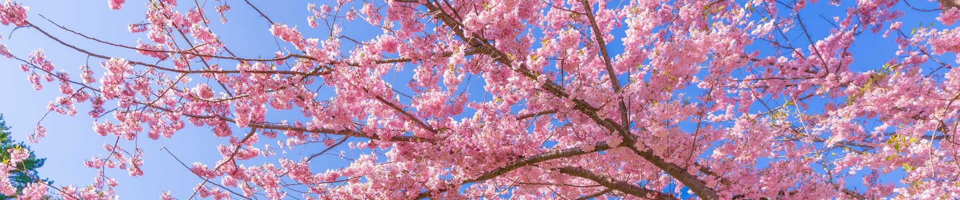 fiori di ciliegio sakura in Giappone