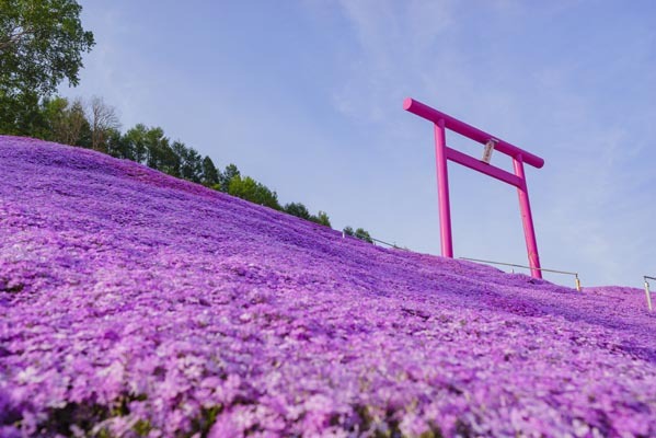 shibazakura a hokkaido - hanami - watabi